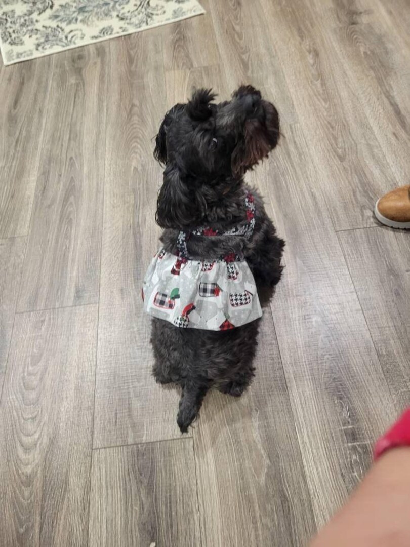 Christmas Dog Harness Dress | Skirted halter | Dog Dress halter leash Winter | Snowflake | Scottie Dogs | Holiday print dress | MakerPlace by Michaels Christmas Dog Harness Dress | Skirted halter | Dog Dress halter leash Winter | Snowflake | Scottie Dogs | Holiday print dress | MakerPlace by Michaels